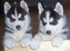 Charming Siberian Husky Puppies For Adoption